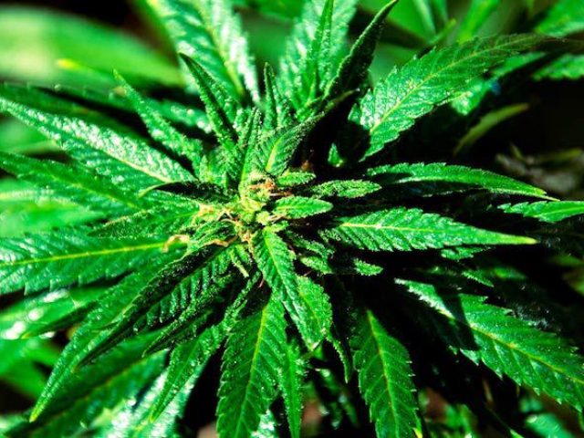 El 4 /20, Día Mundial de la Marihuana